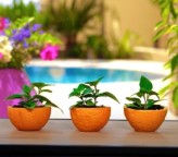 Dicas fáceis para o cultivo de plantas e ideias organizacionais para o jardim (vídeo)