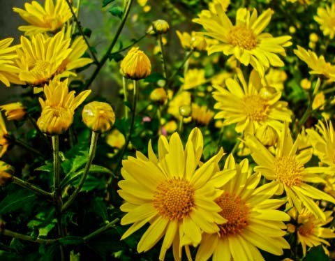Chrysanthemum indicum