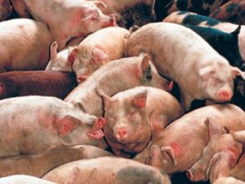 Porcos amontoados numa suinicultura.