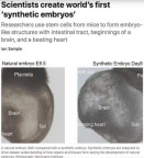 Embriões sintéticos, os primeiros do mundo, foram criados. Cientistas dizem: 