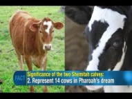 As 7 vacas gordas e 7 vacas magras do sonho do Faraó (Gn 41) e um curioso acontecimento dado ao mundo nestes tempos: o nascimento de 2 vacas com o número 7 em suas cabeças: ESCASSEZ ALIMENTAR GLOBAL A CAMINHO?  