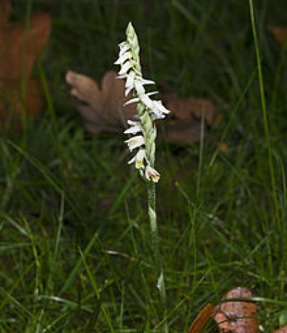Ladys Tresses (Spiranthes spp.); Tranças da Senhora.