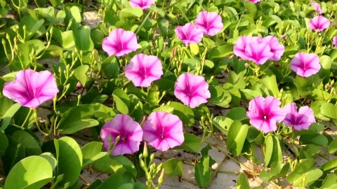 Manto de Nossa Senhora ( Ipomoea spp. , Glória da manhã).