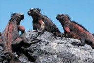 O biólogo evolucionista alemão G. Osche observou acertadamente: Seres vivos não pode, durante certas fases evolutivas, parar com tudo como um empresário que fecha a firma temporariamente por causa de reformas.