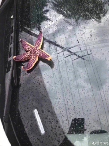 Estrela do mar caiu sob veículo na China, durante tempestade.
