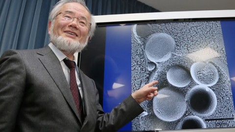 Yoshinori Ohsumi  é biologista celular e professor da Universidade de Tóquio.