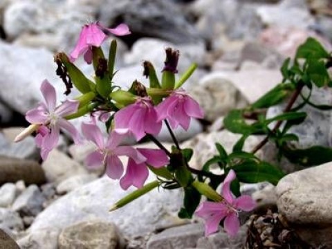 Flores da saponaria.