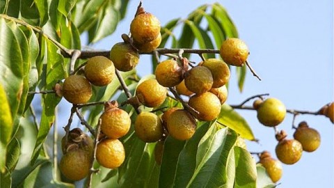 Saboeiro, Sapindus saponaria. 