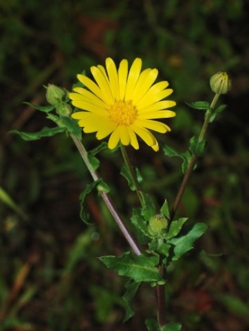 Calendula arvensis (Calendula ou erva-vaqueira)