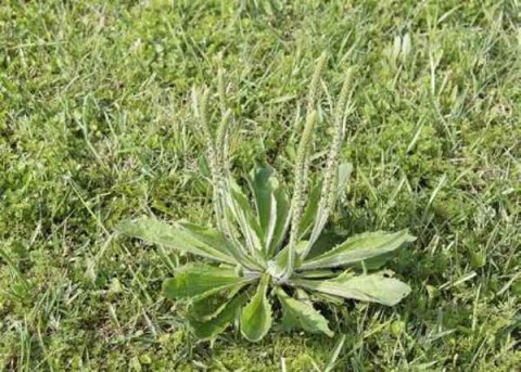 Plantago tomentosa