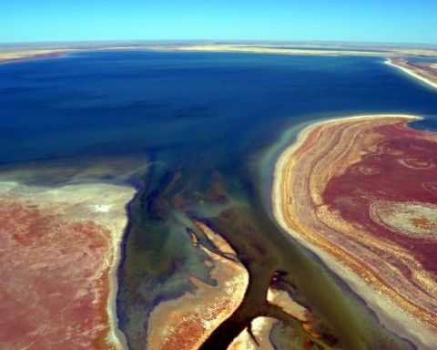 Milhares de aves encontradas mortas no mais importante reservatório de água e habitat de reprodução de aves migratórias da Austrália Ocidental, o Lago Gregory.